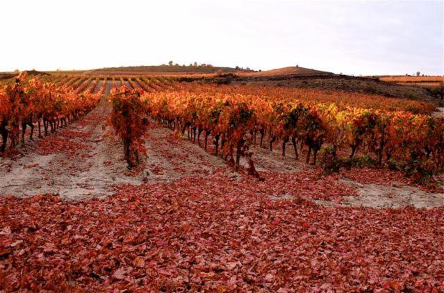 Maison Vigneronne De Bonne Maman - Climatisee Cesseras Extérieur photo